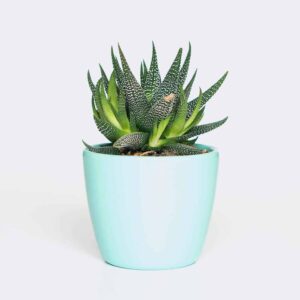 Home plant6 free img